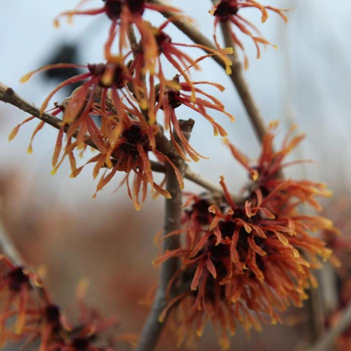 Hamamelis x intermedia 'Jelena' plant