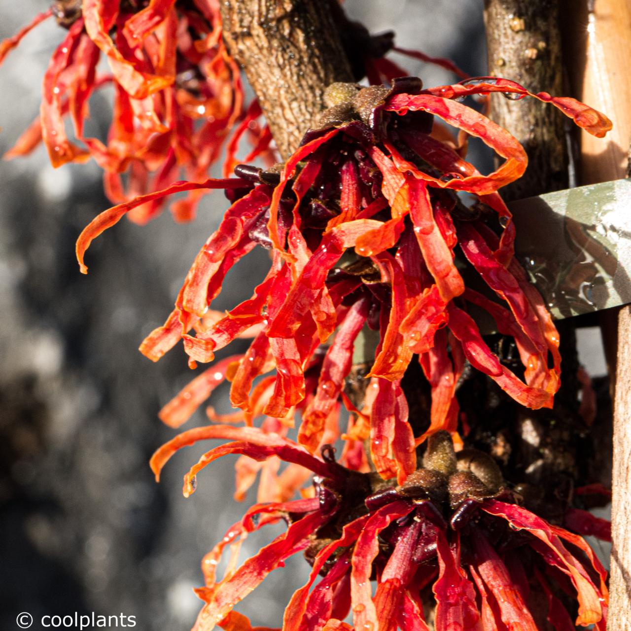 Hamamelis x intermedia 'Diane' plant