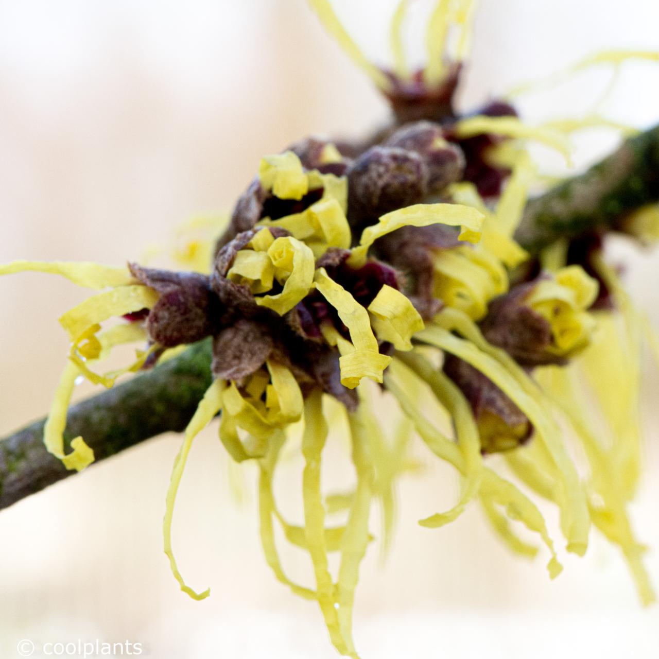 Hamamelis x intermedia 'Pallida' plant