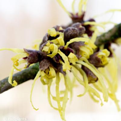 hamamelis-x-intermedia-pallida