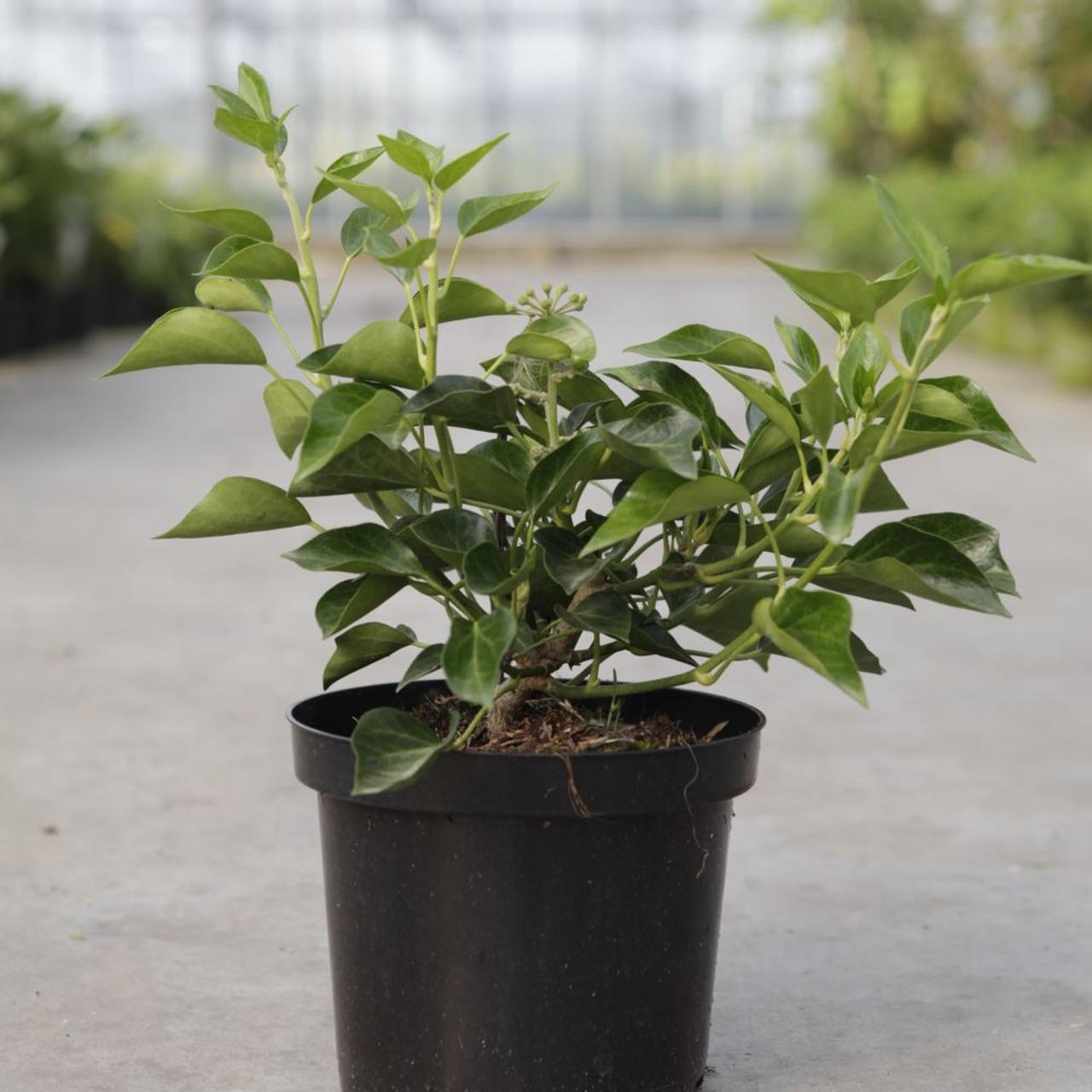 Hedera helix 'Arborescens' plant