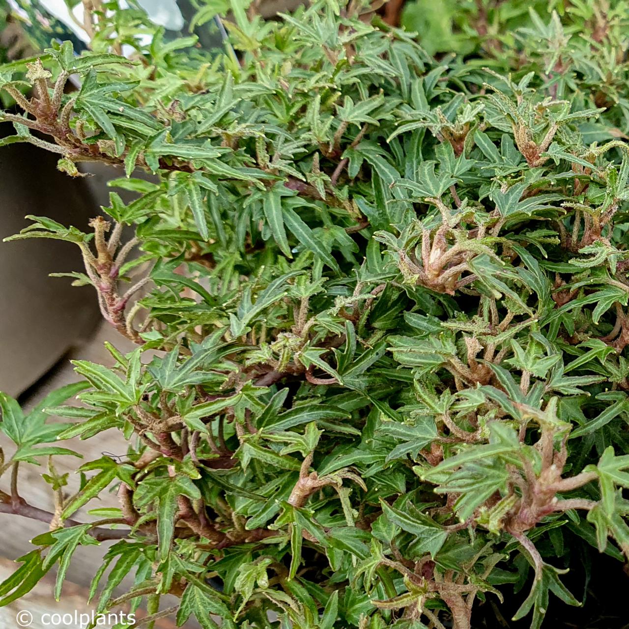 Hedera helix 'Dyinni' plant