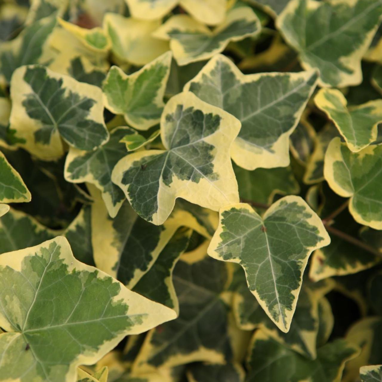 Hedera helix 'Gold Child' plant