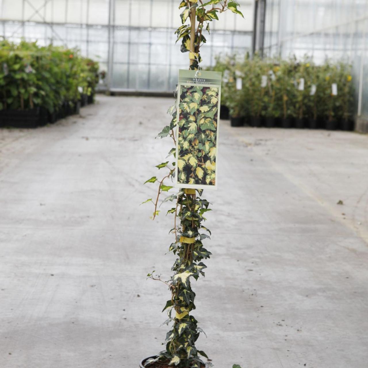 Hedera helix 'Goldheart' plant