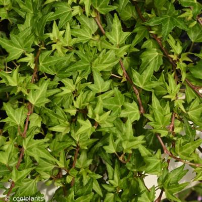 hedera-helix-miniat-needlepoint