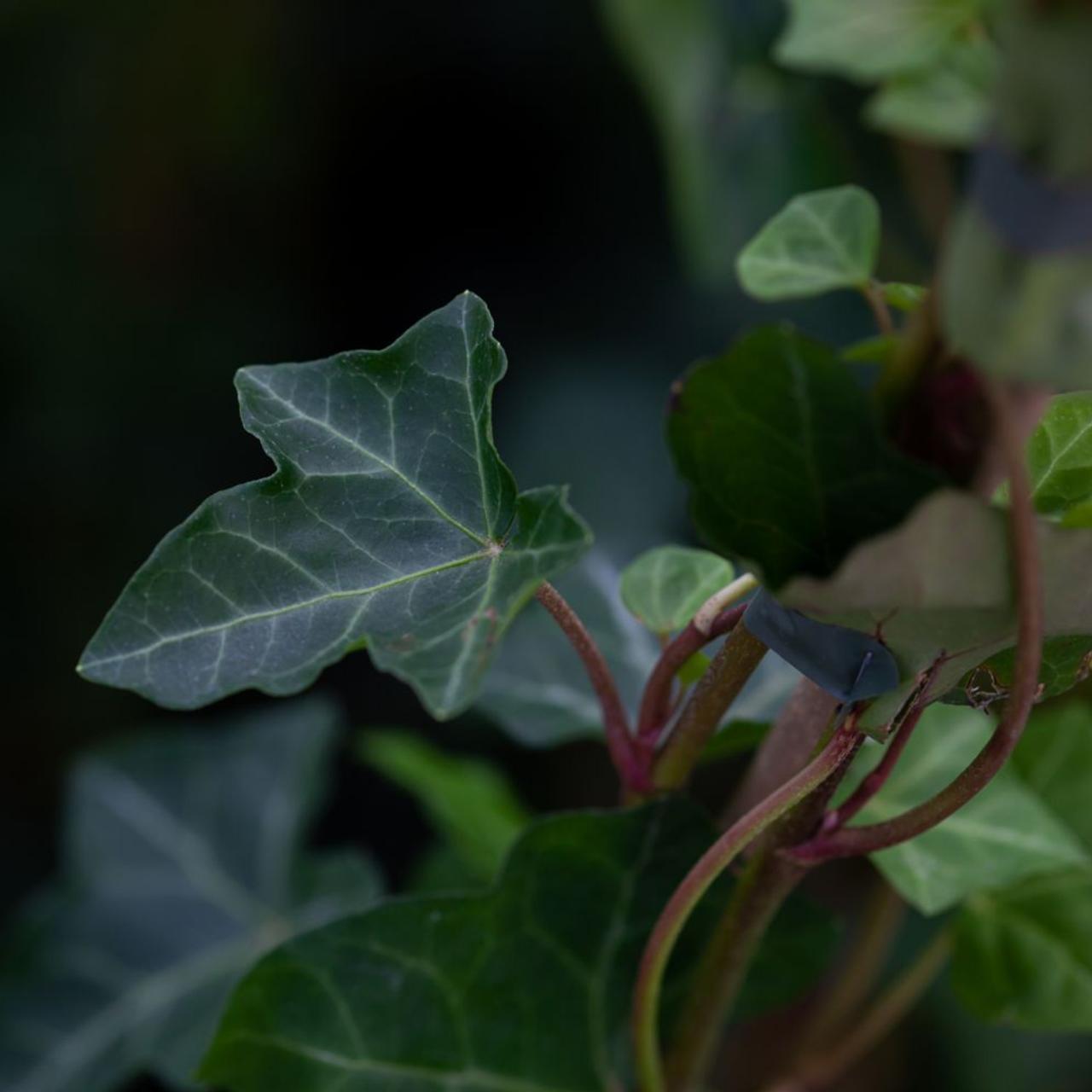 Hedera hibernica plant