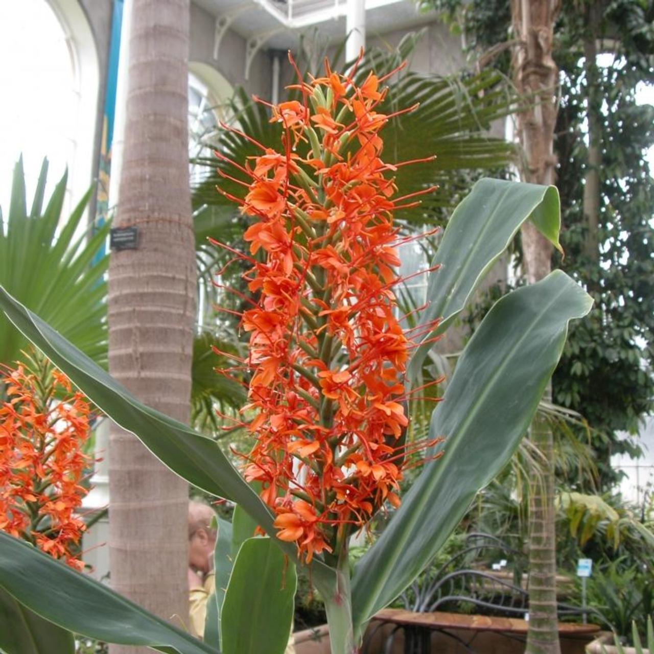 Hedychium aurantiacum plant