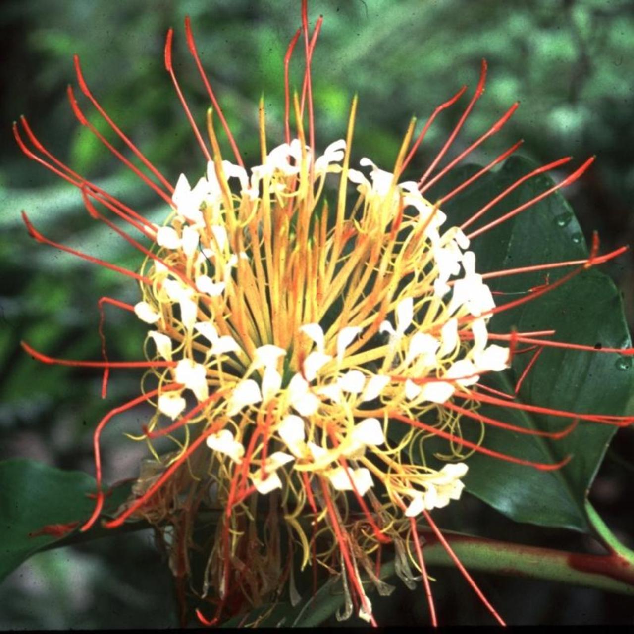 Hedychium ellipticum plant