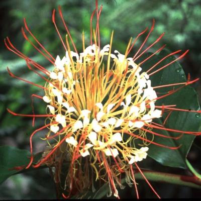 hedychium-ellipticum