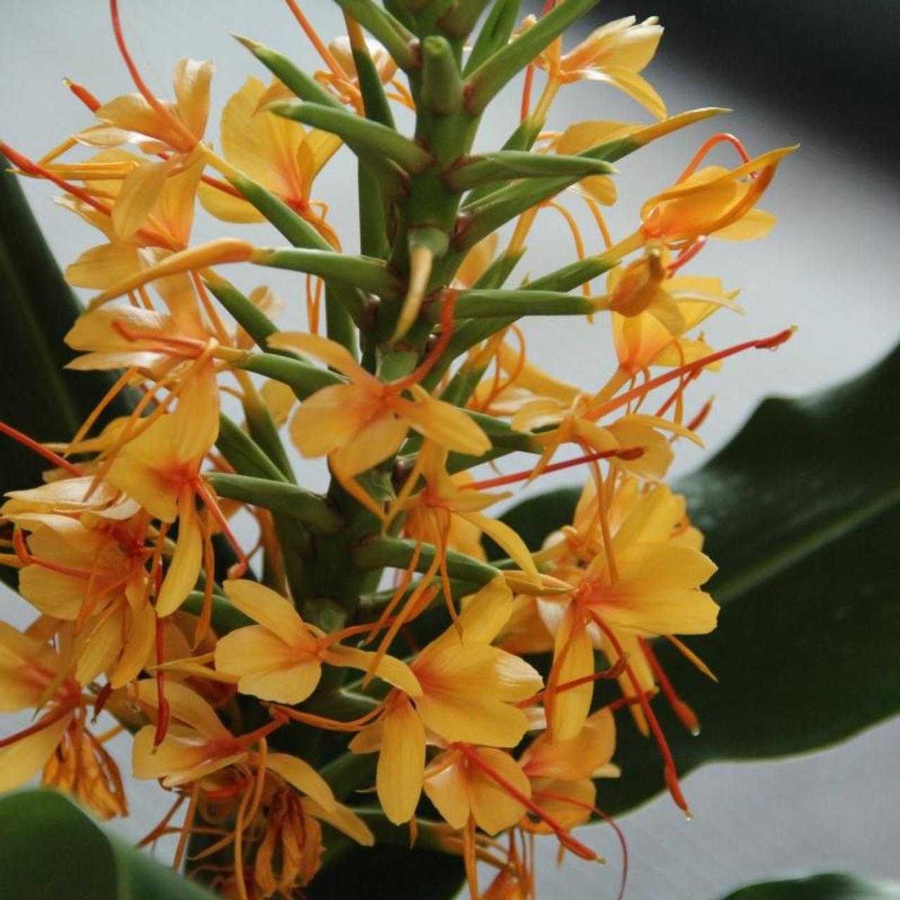 Hedychium gardnerianum plant