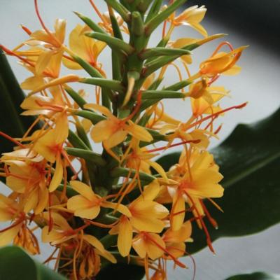 hedychium-gardnerianum