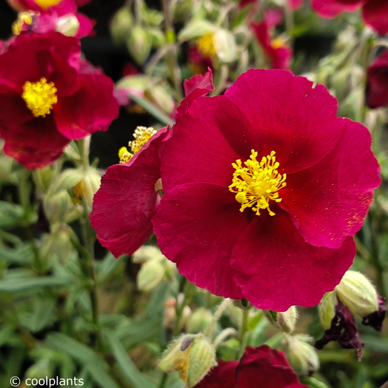 Helianthemum 'Hartswood Ruby' plant