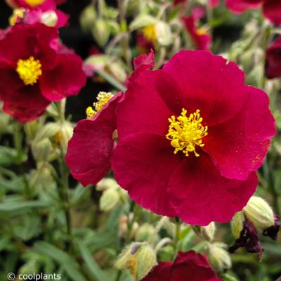 helianthemum-hartswood-ruby