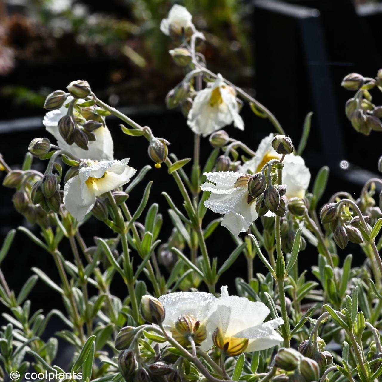 Helianthemum 'Snow Queen' plant