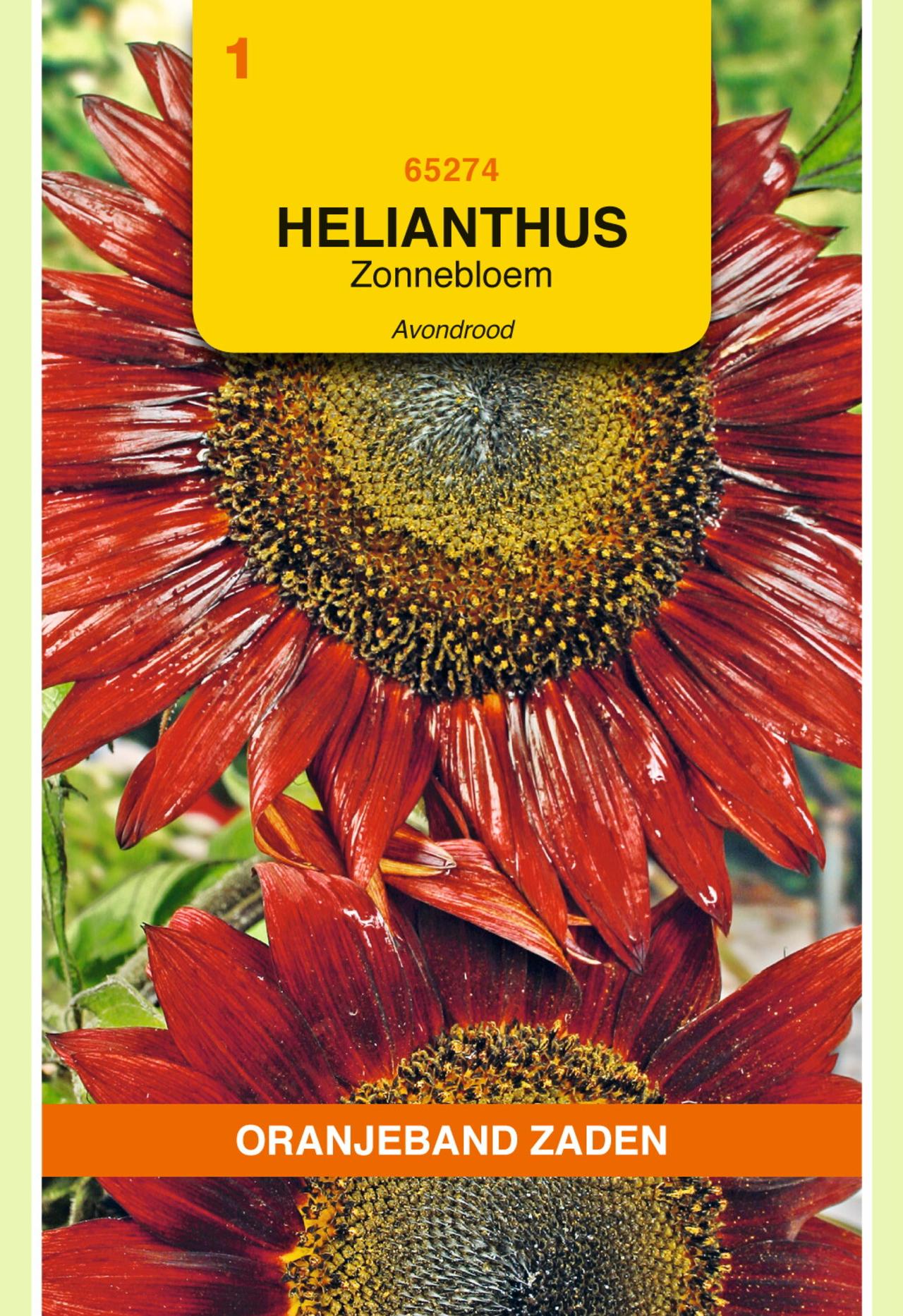 Helianthus annuus 'Avondrood' plant