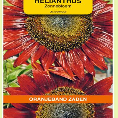 helianthus-annuus-avondrood