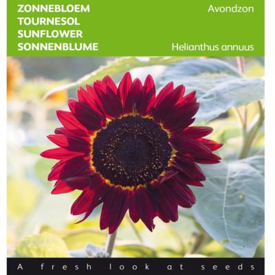 helianthus-annuus-avondzon