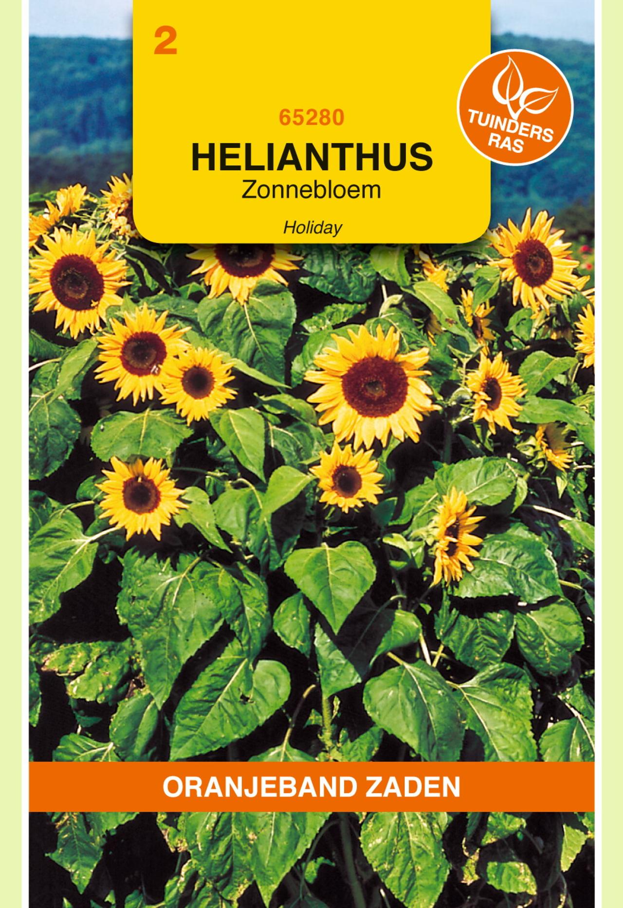 Helianthus annuus 'Holiday' plant