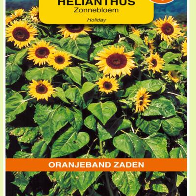 helianthus-annuus-holiday