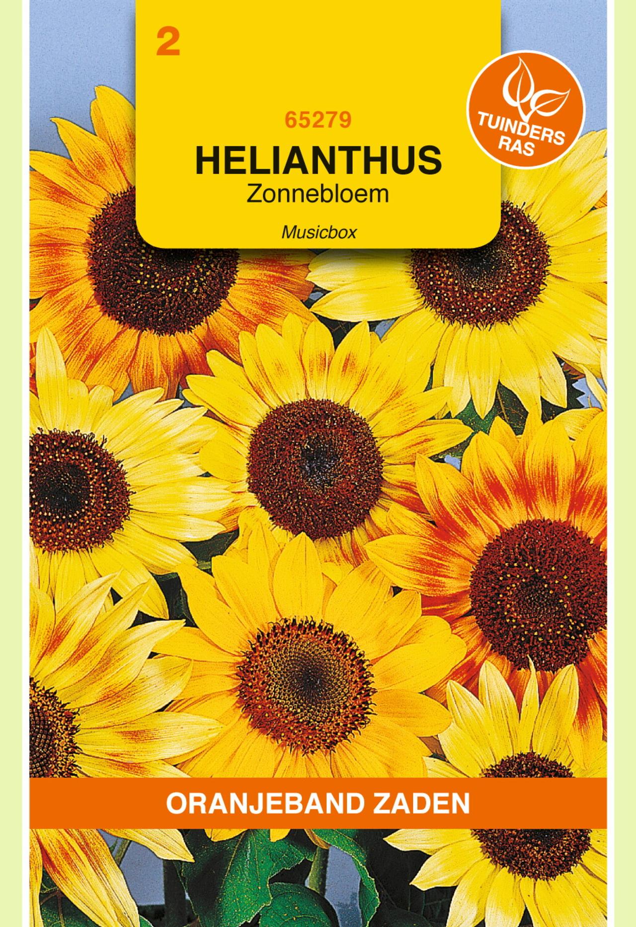 Helianthus annuus 'Musicbox' plant