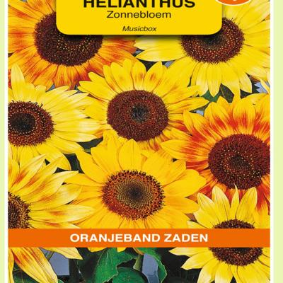 helianthus-annuus-musicbox