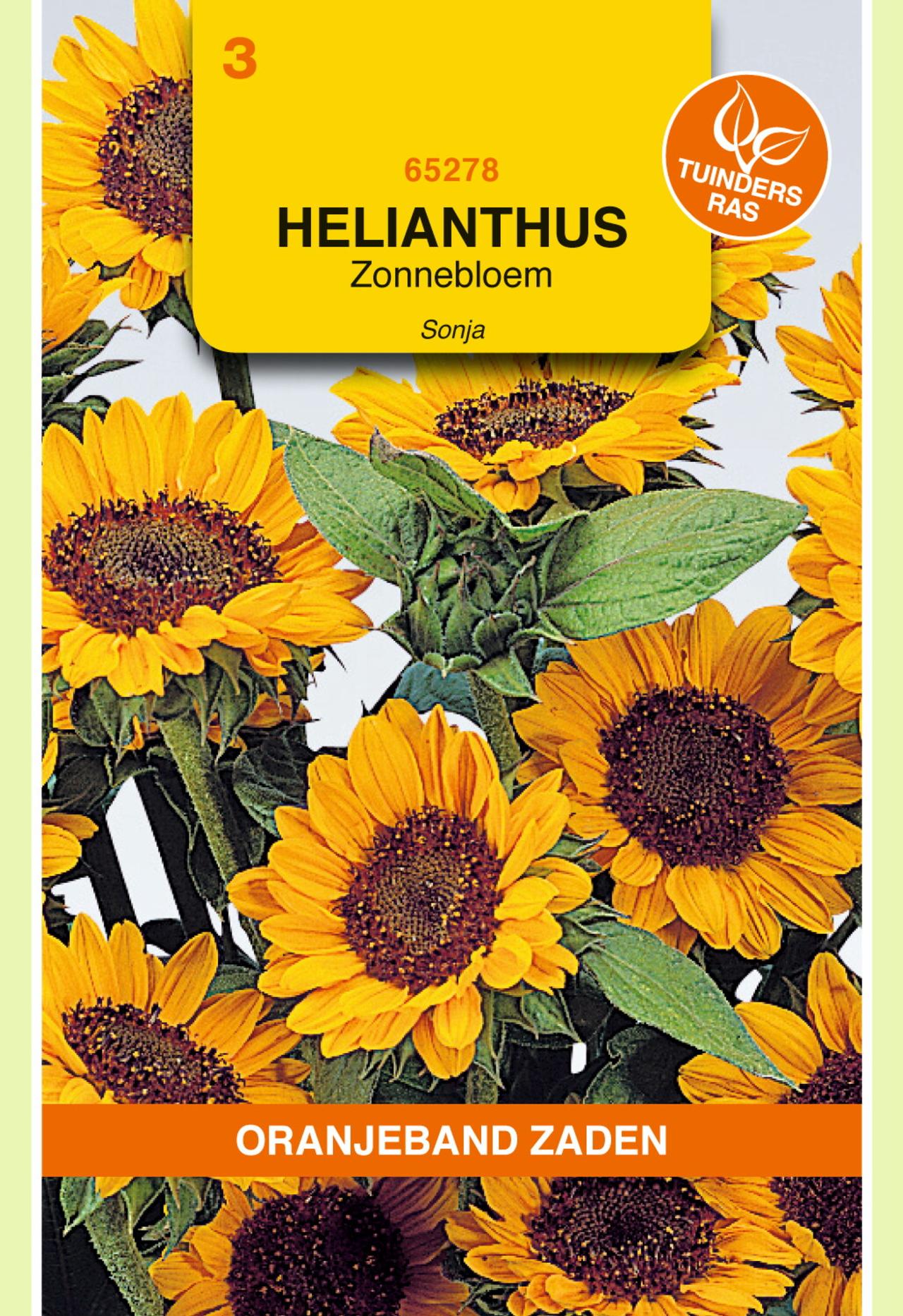 Helianthus annuus 'Sonja' plant