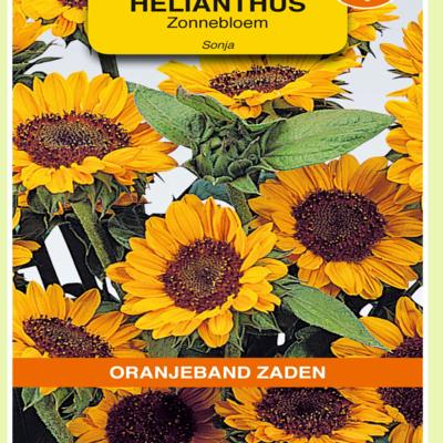 helianthus-annuus-sonja