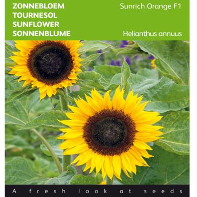 helianthus-annuus-sunrich-orange-f1