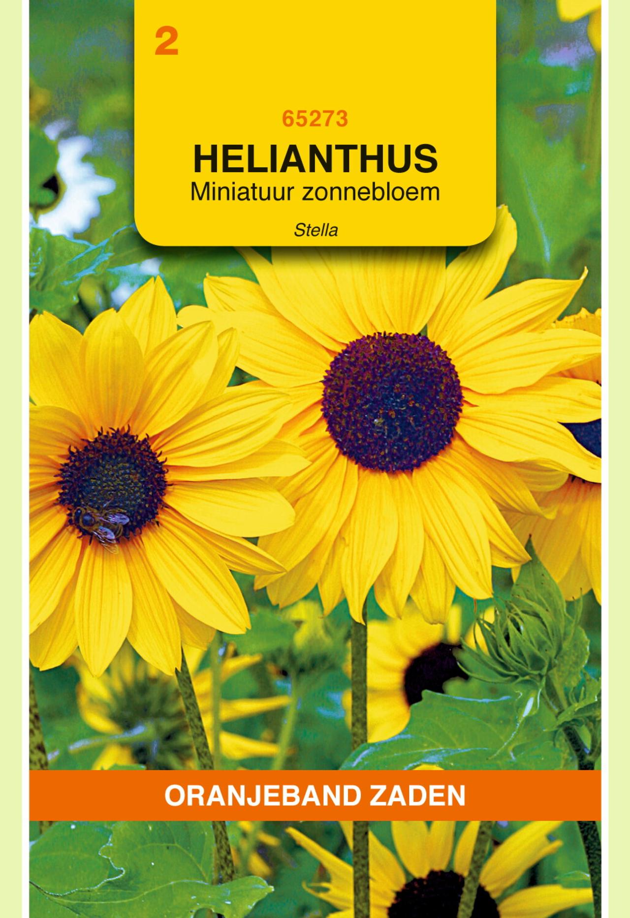 Helianthus debilis 'Stella' plant
