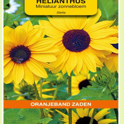 helianthus-debilis-stella