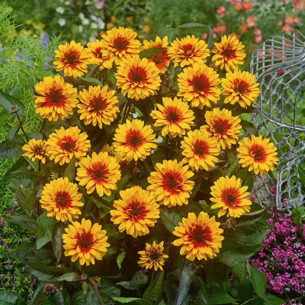 Heliopsis 'Funky Spinner'  plant