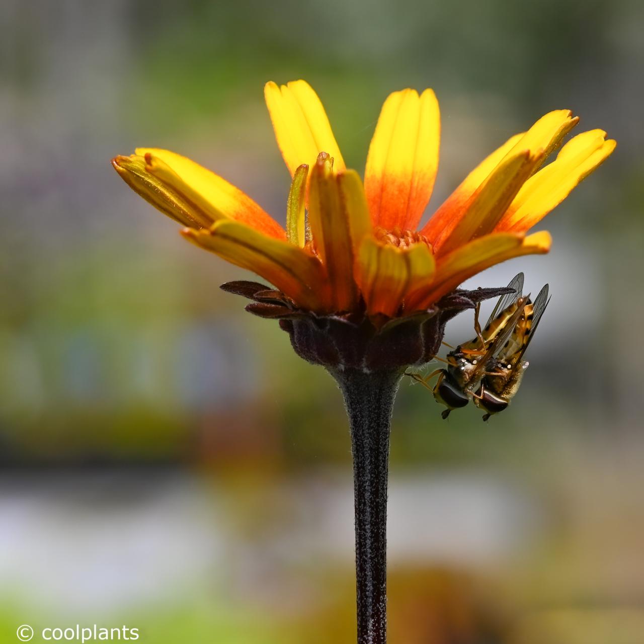 Heliopsis helianthoides 'Burning Hearts' plant