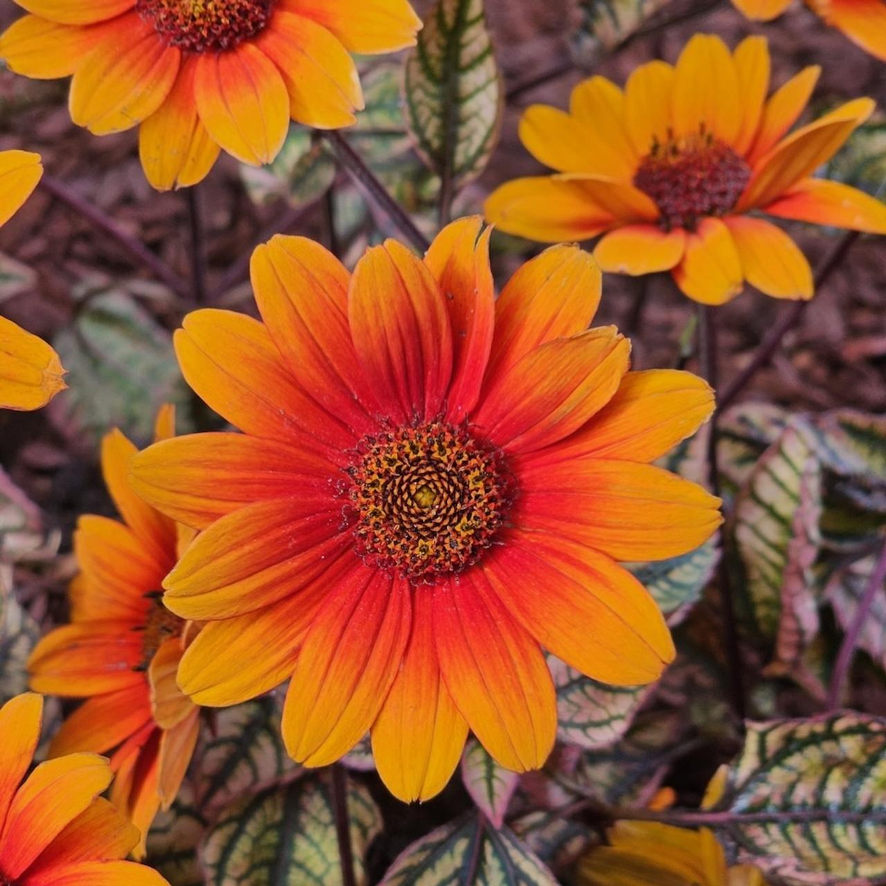 Heliopsis helianthoides 'Orange Marble' plant