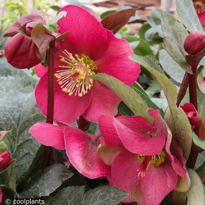 Helleborus 'Anna's Red' plant