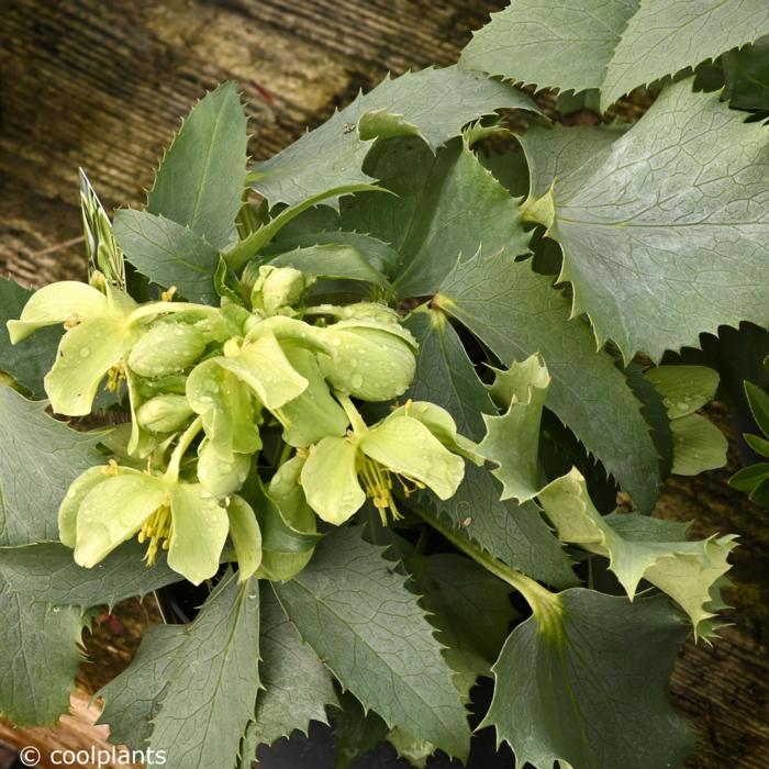 Helleborus argutifolius 'Silver Lace'