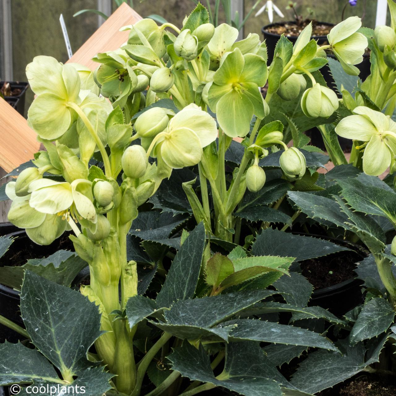 Helleborus argutifolius plant