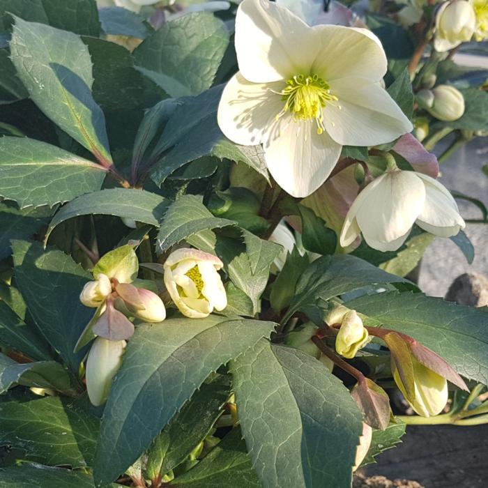Helleborus 'Candy Love' plant