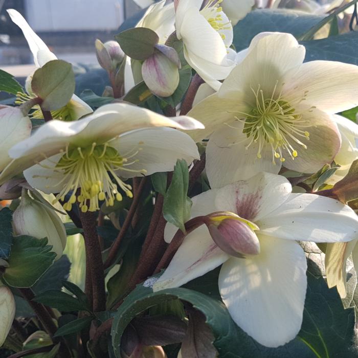 Helleborus 'Candy Love' plant