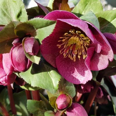 helleborus-charmer