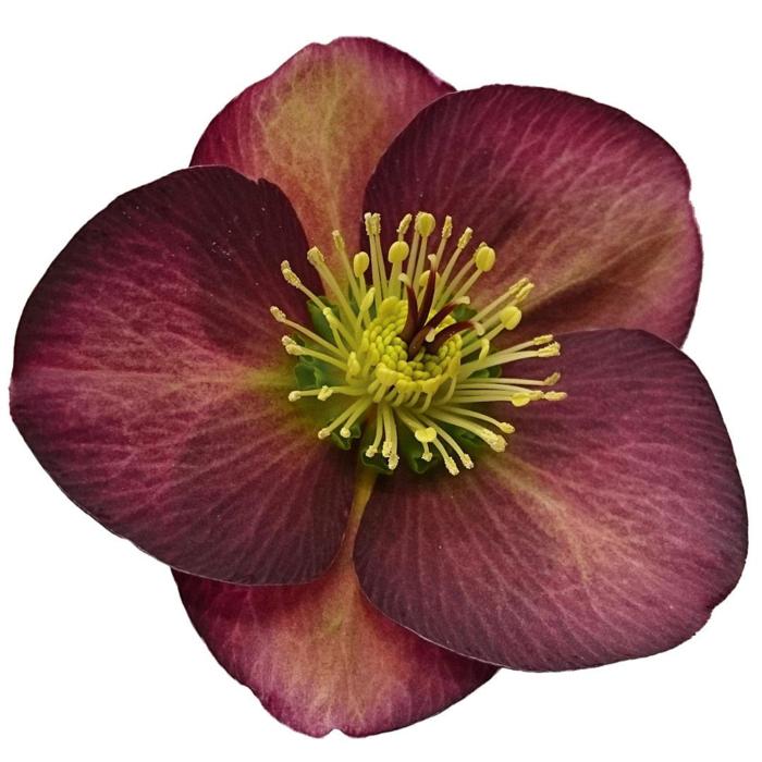 Helleborus 'Dana's Dulcet' plant