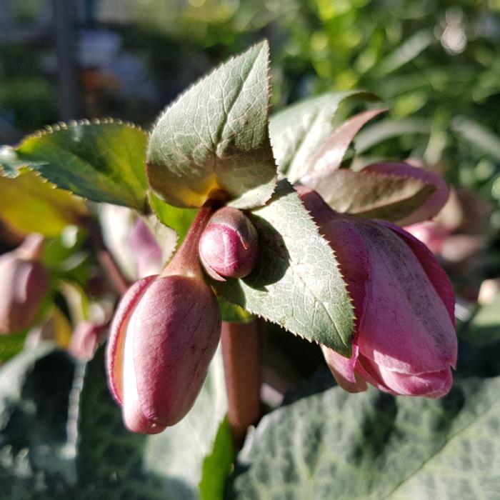 Helleborus 'Dorothy's Dawn' plant