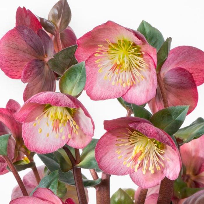 Helleborus 'Elemental' plant