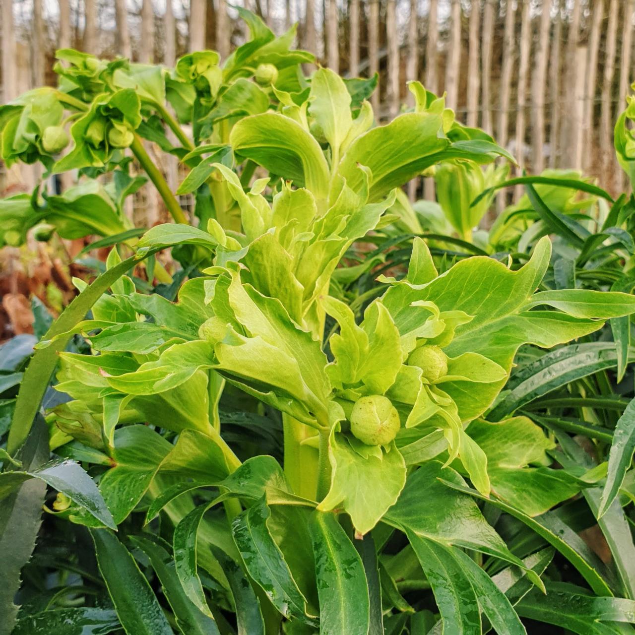 Helleborus foetidus 'Bowles Form' plant