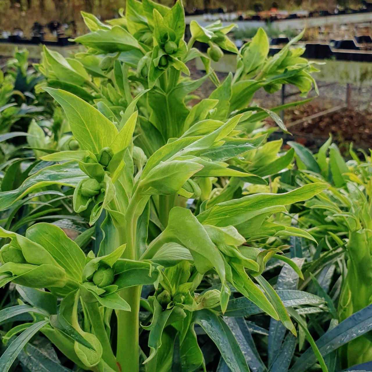 Helleborus foetidus 'Fragrant' plant