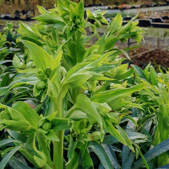 Helleborus foetidus 'Fragrant'