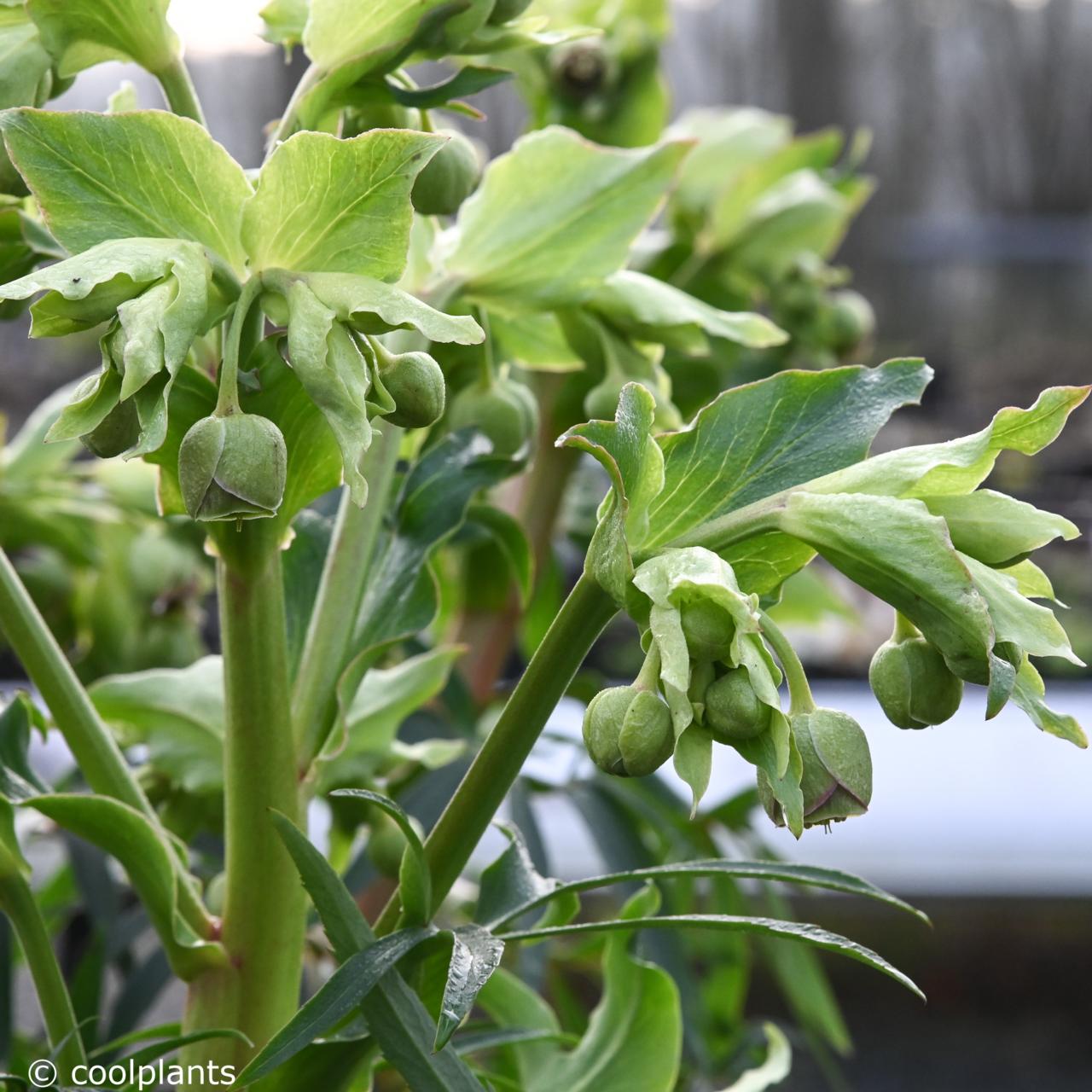 Helleborus foetidus 'Miss Jekyll' plant