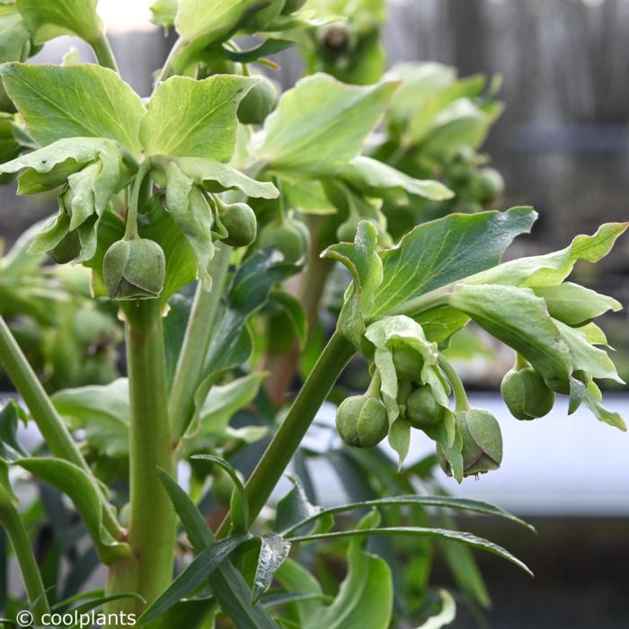 Helleborus foetidus 'Miss Jekyll'