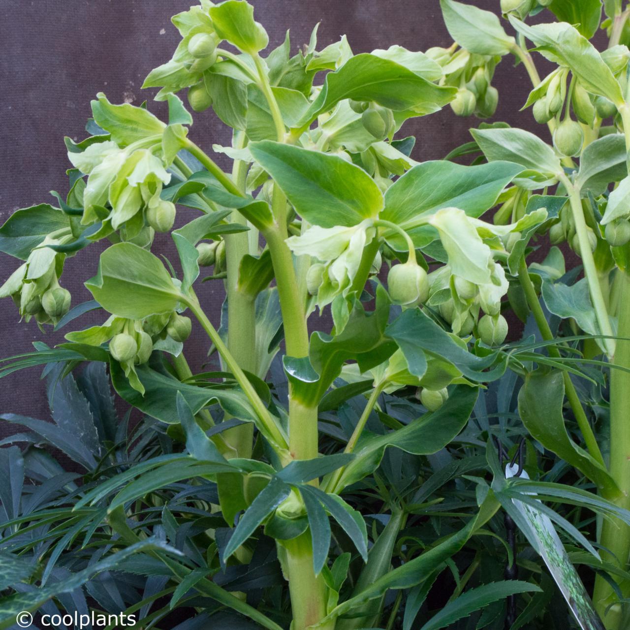 Helleborus foetidus 'Ruth' plant