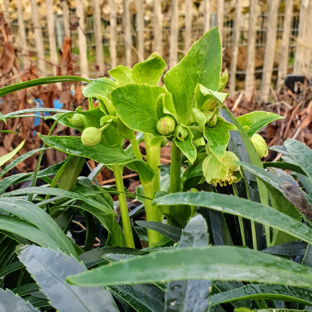 Helleborus foetidus 'Sienna' plant