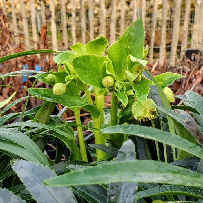 Helleborus foetidus 'Sienna'